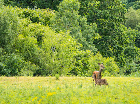 Deermother with Calf Hirschmutter mit Kitz