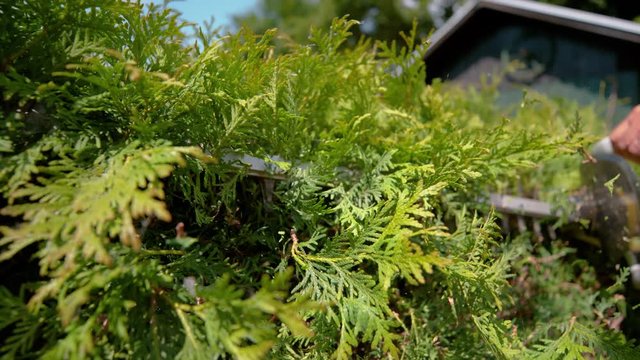 SLOW MOTION, CLOSE UP, DOF: Unknown gardener shearing the overgrown hedge on a sunny day in spring. Unrecognizable person landscaping their backyard and cutting the bushes with electric trimmer.