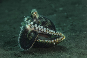 Coconut octopus (Amphioctopus marginatus) using seashell for shelter. Picture was taken in Lembeh Strait, Indonesia