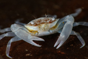 White tiny crab. Picture was taken in Lembeh strait, Indonesia