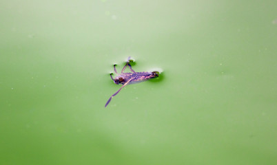 The beetle floats on the surface of the water