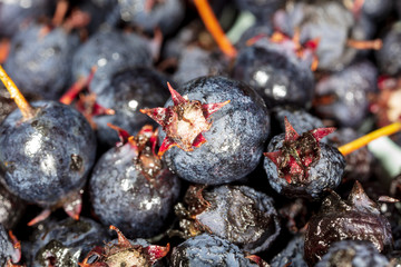 Amelancher ripe berries as a background
