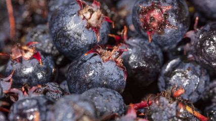 Amelancher ripe berries as a background