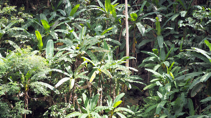 Banana grows naturally in the rainforest.