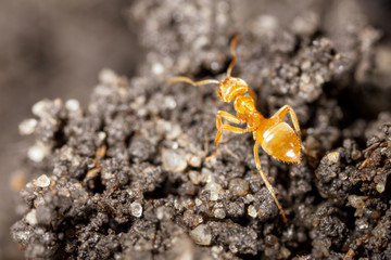 Yellow ant on black ground in nature