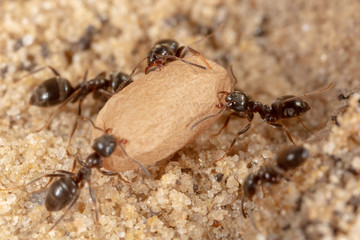 Ants and formic eggs in nature