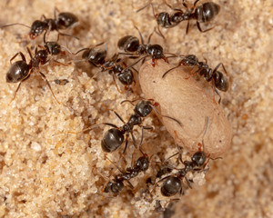 Ants and formic eggs in nature
