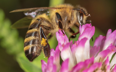 A bee collects honey on a flower