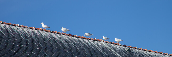 Cinq mouettes perchées sur le faîte d'un toit