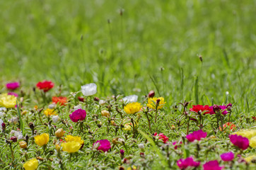 Flower summer Meadow