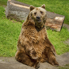 Sitting Brown Bear