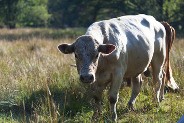 Cow