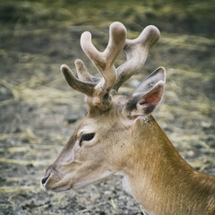 Yang Deer Portrait