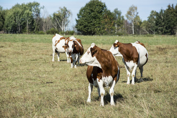 Fototapeta na wymiar les vaches laitières dans le pré