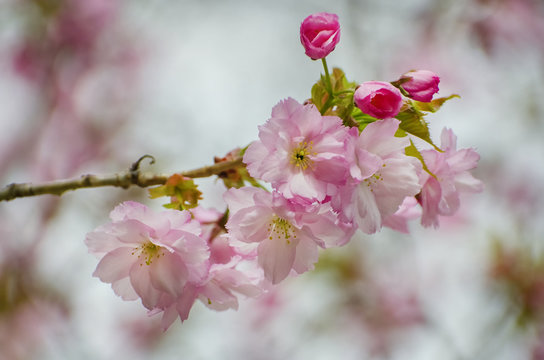 Sacura Spring Blossom