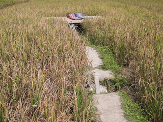 landscape  photography : Landscapes of rice fields Asia and lifestyle farmers