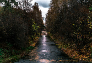 Obraz premium river in forest