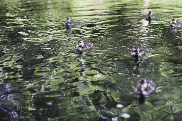 Ducklings