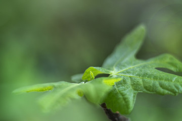 green leaf of treetop background