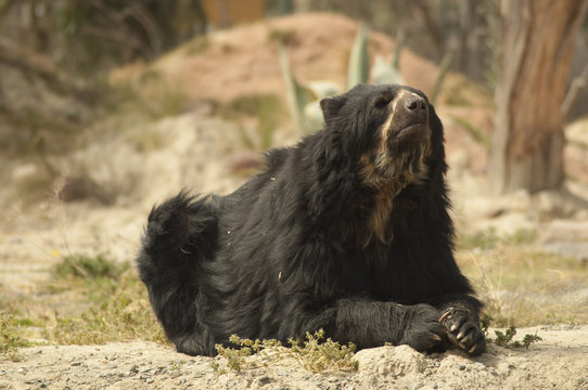 Oso frontino, Bolivie