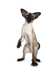 Excellent seal point Siamese cat kitten sitting / playing standing side ways / front view  looking besidelense, isolated on white background and one paw liftes in air