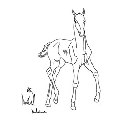 Vector illustration. Colt in the meadow.