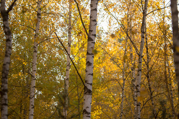 Birches in the forest in autumn as a background