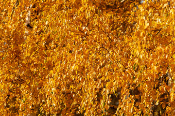 Leaves on a tree in autumn as a background