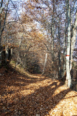 Beautiful autumn forest landscape