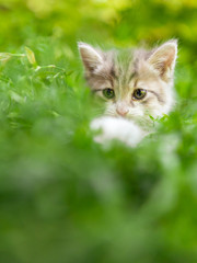 Portrait of a kitten in green grass