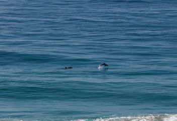 Dolphin jumping