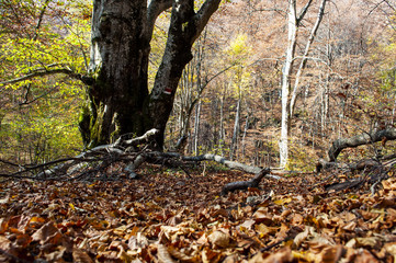 Beautiful autumn forest landscape