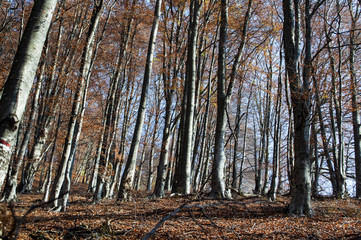 Beautiful autumn forest landscape