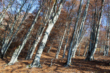 Beautiful autumn forest landscape