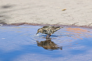 black  bird Starling stands in the Park in the spring in a puddle and drinks water there and bathes