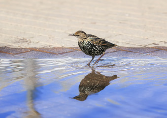 black city bird Starling stands in the Park in the spring in a puddle and drinks water there and bathes