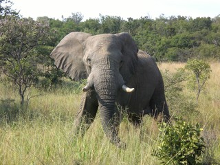 Fototapeta premium Südafrika, Elefant