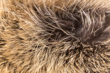Wool on a cat as a background