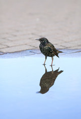 portrait black urban bird Starling is worth in Park in blue a puddle of and is reflected in it as in the mirror
