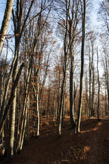 Beautiful autumn forest landscape