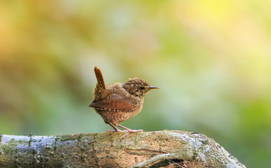 portrait of a cute brown funny bird Wren standing in a Park on a tree with his little tail raised high