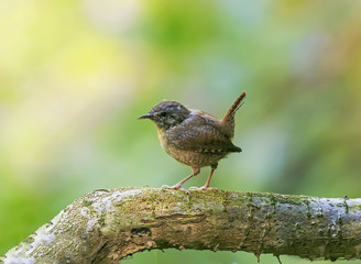 portrait of a little funny bird Wren sitting in a Park on a tree with its tail raised high