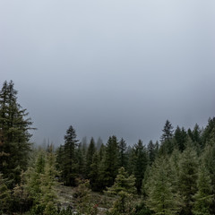 fog in the forest