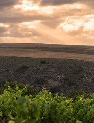Vineyards South Africa