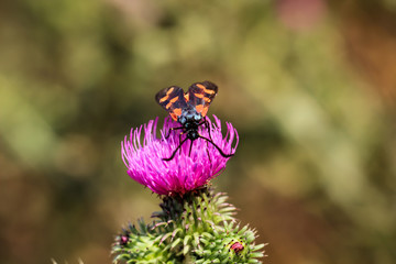 Mariendistel mit Sechsfleck-Widderchen - Erdeichel-Widderchen 