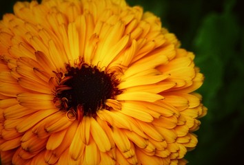 orange flower detail