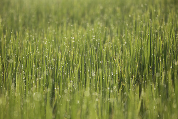 rice fram sweet light  and blue flower on walking line between rice 