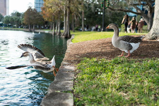 Orlando, Florida USa