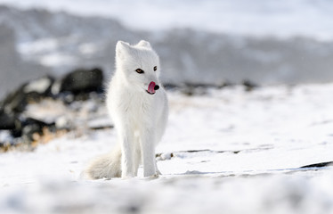 Arctic fox cub (Vulpes lagopus) in autumn snow in Dovre mountains, Norway