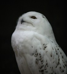 Obraz premium snow owl looking up